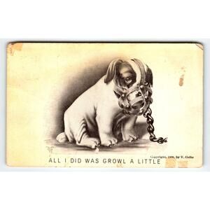 All I Did Was Growl A Little Pug Puppy Dog In Muzzle Postcard V. Colby 1906